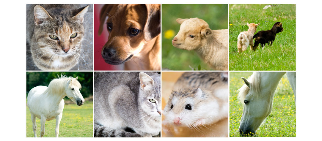 Different Species of Animals
