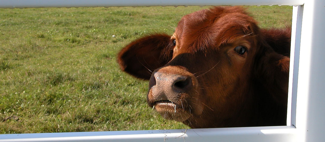 Calf Looking Through a Fence