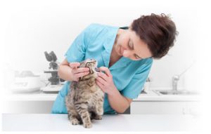 Veterinarian Examining a Cat